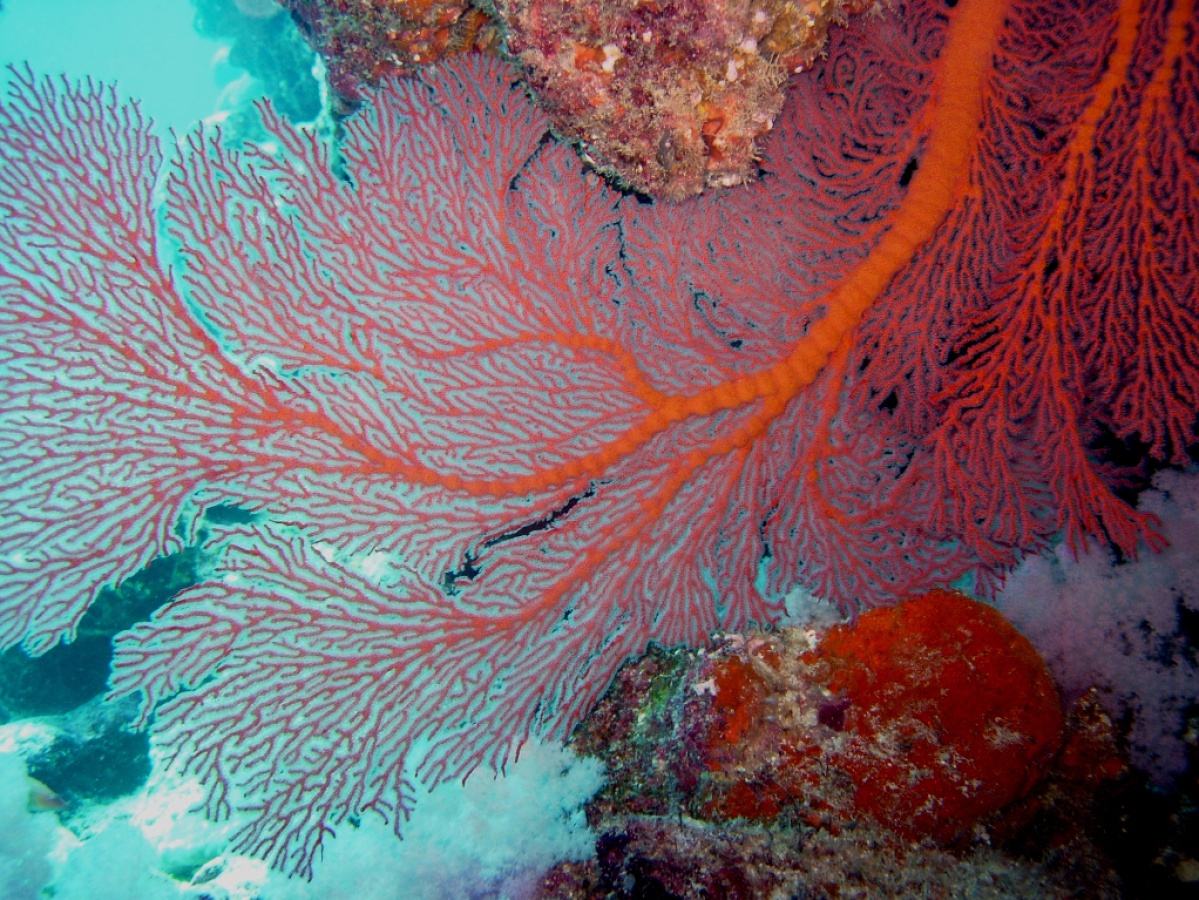 Rowley Shoals Marine Park