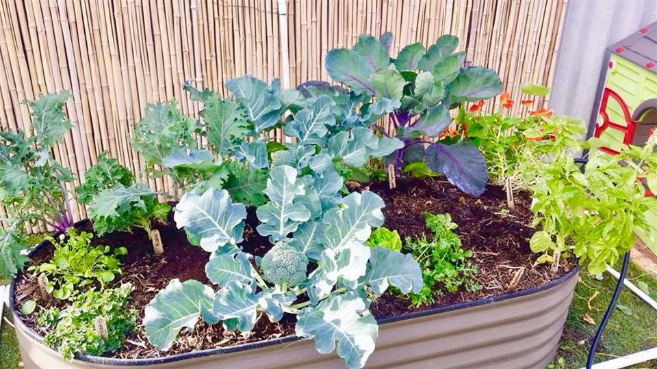 How To Start An Organic Garden Workshop Events In Perth Cbd